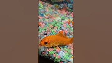 Goldfish Sleeping