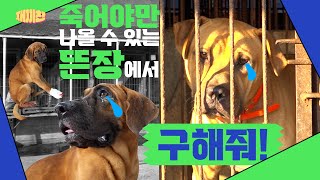 차가운 뜬장에서 과연 강아지들은 세상에 나올 수 있을까? [어독이 마을 시리즈 모음] |[A collection of adogs series]