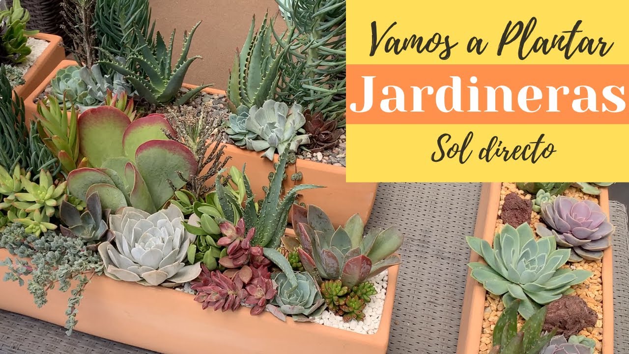 4 Ideas para plantar suculentas en jardineras