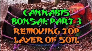 Cannabis Bonsai: Part 3