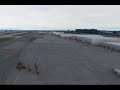 MSFS Giraffes on the move