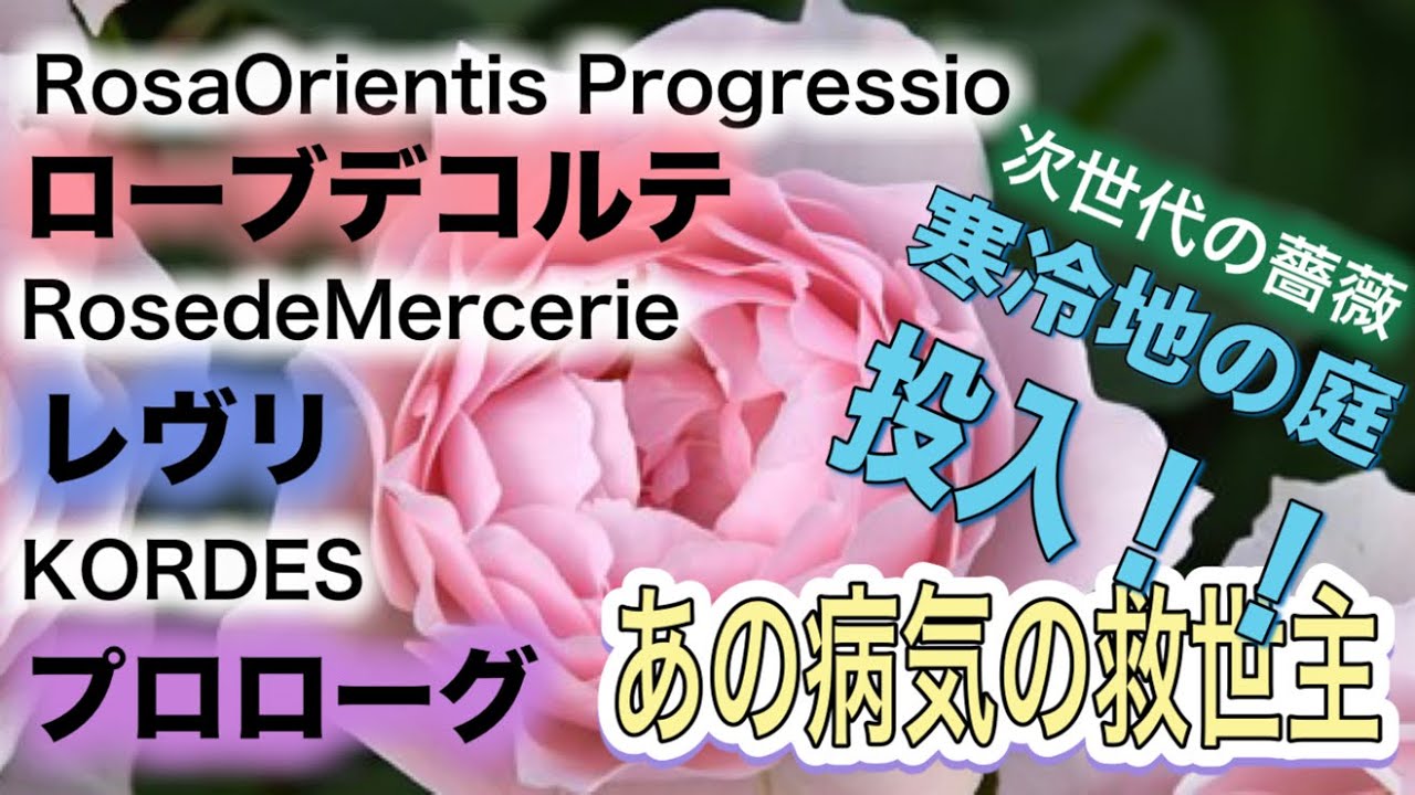 【強いバラの庭】根頭癌腫病を怖がらない！次世代の強健種3選と最新の予防対策（エコアーク） ローブデコルテ、プロローグ、レヴリ