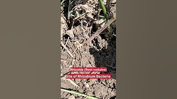Root nodules #aggriculture #Rhizobium #rhzoids #mbbs #science