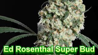 Sensi Seeds - Cannabis Strain Series #82 - STRAIN TV