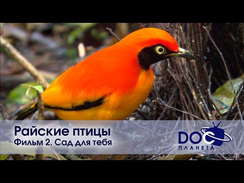 Райские птицы - Эпизод 2. Сад для тебя - Документальный фильм