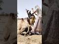 سحر الطبيعة في الصحراء الجمل رمز الجمال والأصالة