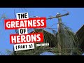 The Greatness of Herons Part 3 (Continued)