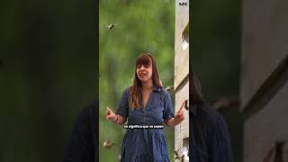 Descubren obreras especializadas que construyen celdas clave para el desarrollo de la abeja reina