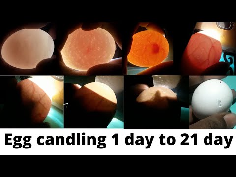 Egg candling / Super Simple Way to Candling Eggs Using a Mobile Phone