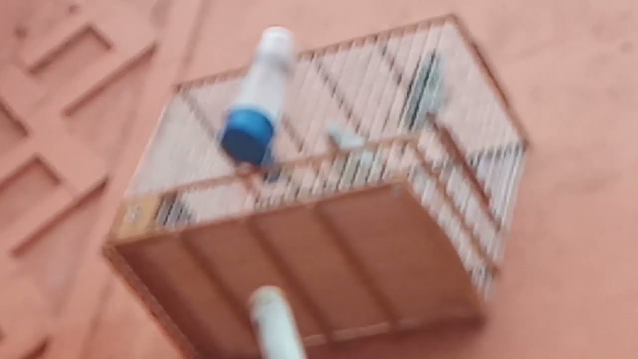 بعد غياب طويل حولة في سوق طيور ليوم الاحد 🕊️🐦💥