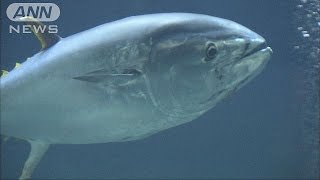 ハガツオ21匹投入・・・マグロ“大量死”葛西臨海水族園(15/05/15)