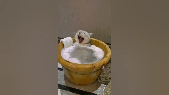 Video 11465971: bathtub cat, cat bath, sleepy cat, grey cat