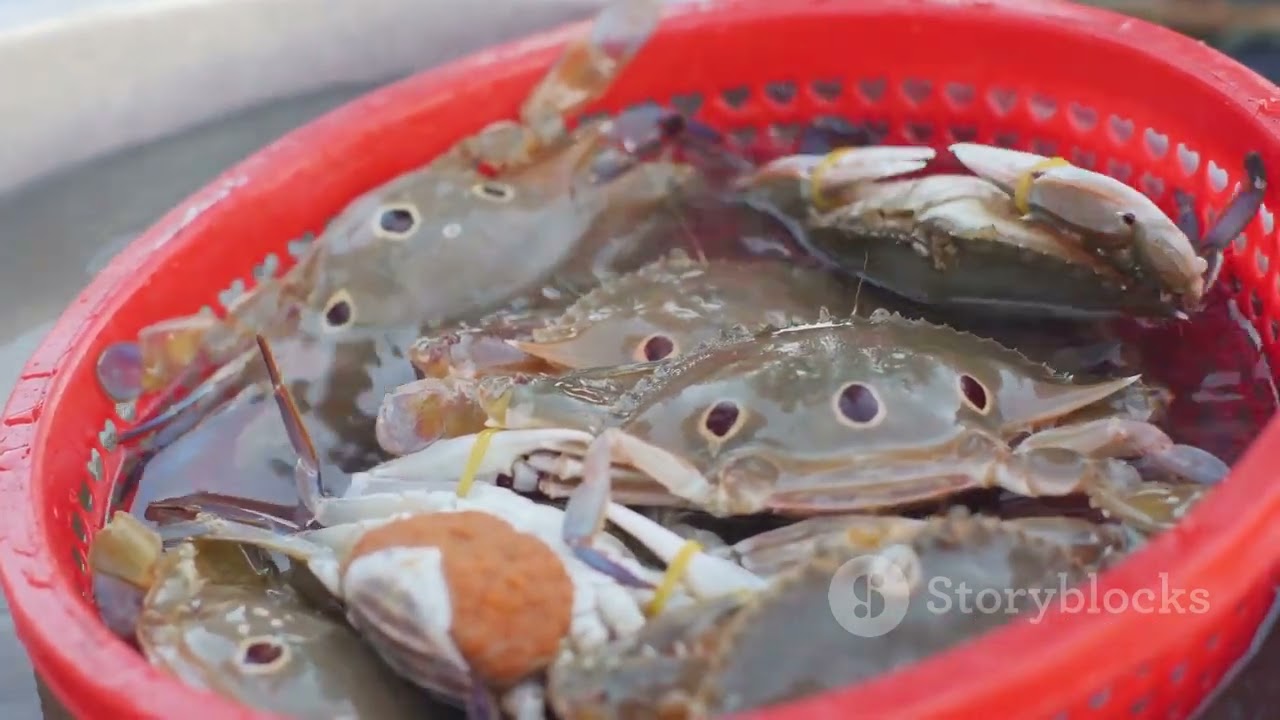 Top 10 fun facts about crabs