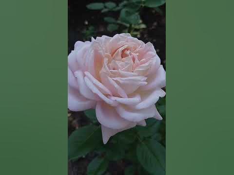 🌹Роза Мириам (Myriam)🌹8.08.2023г. - YouTube
