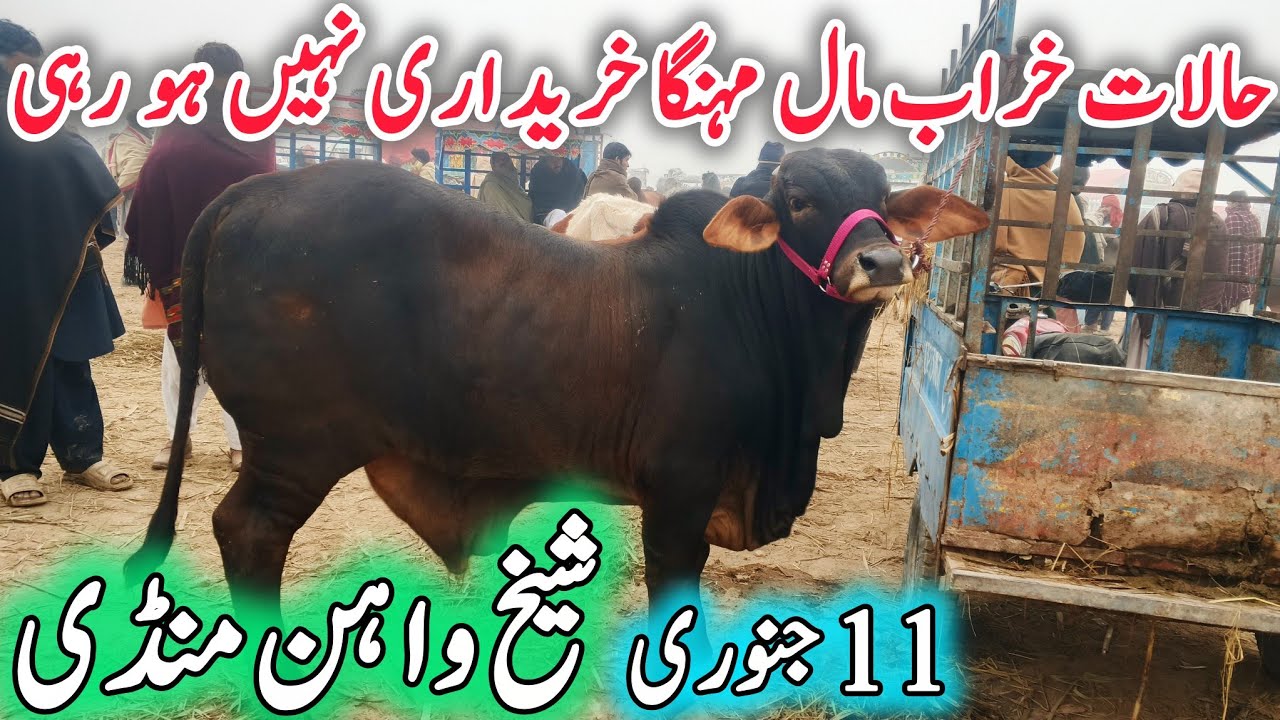 Shiekwahan COW Mandi Today Video update | Cholistani Sahiwal Gulabi Nukra Ablak Bachre Qurabani 2026
