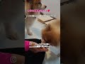 シニア犬達のご飯タイム #かわいい #可愛い #保護犬