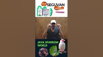 Fawn Java , Java Sparrow , Java Finch , Lovebird , White Java , Silver Java  #javasparrow #birds