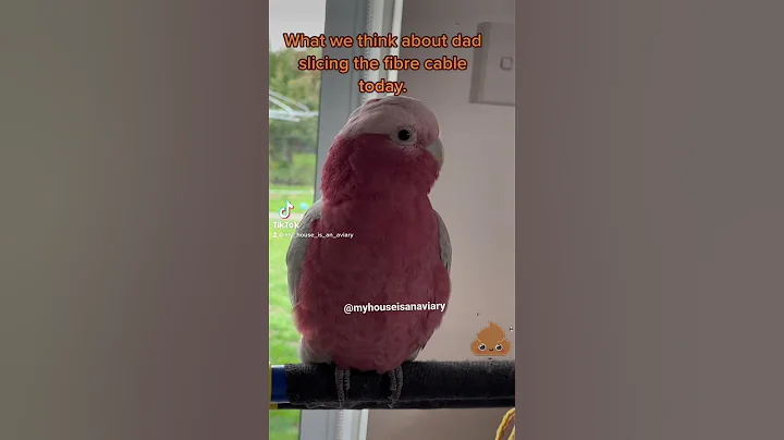 Mickey saying “poop”. We have no internet. #talkingparrots #galah #cutebird #funnybird #parrot