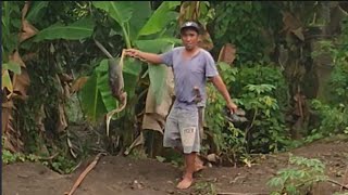 Berburu Bangau Besar Musuh Peternak Ikan