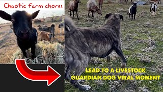 Farm chore madness and we catch a viral moment when our livestock guardian dogs to a threat