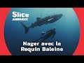 Légendes Marines Autour du Requin Baleine  I SLICE ANIMAUX