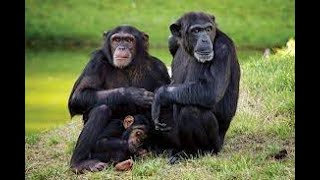 Som e Características do Chimpanzé