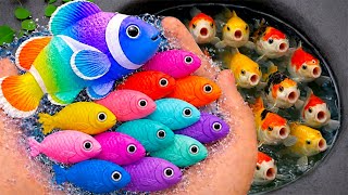 Serok ikan warna-warni air tawar, ikan hias akuarium, ikan mas, ikan koi, ikan komet, belut kecil