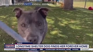 Longtime Orange County shelter resident 'Blue Diamond' finds forever home