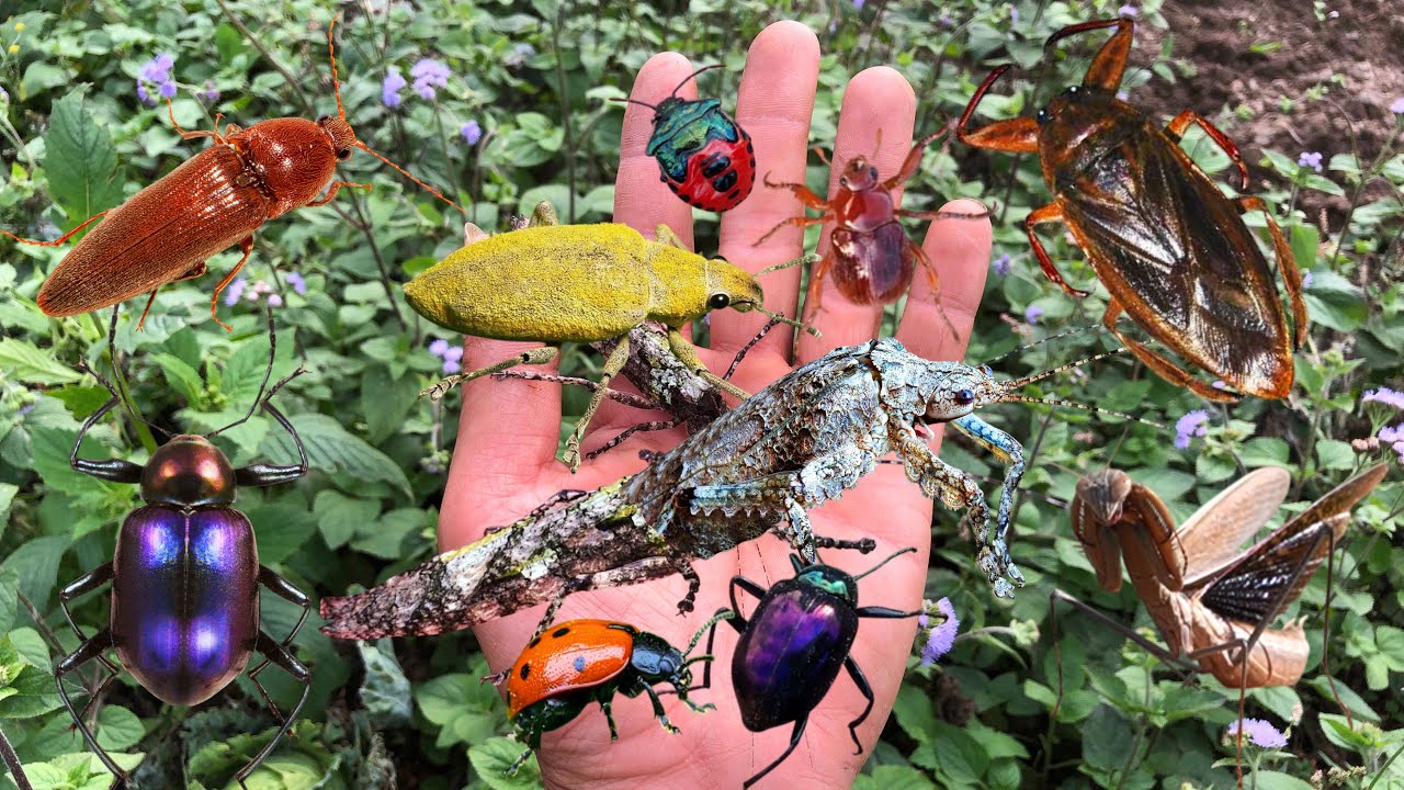 Hunting Alien-Like Insects – Catching Rare Bugs in My Garden! - YouTube