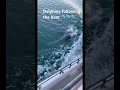 Riding the waves #ocean #dolphin #boat