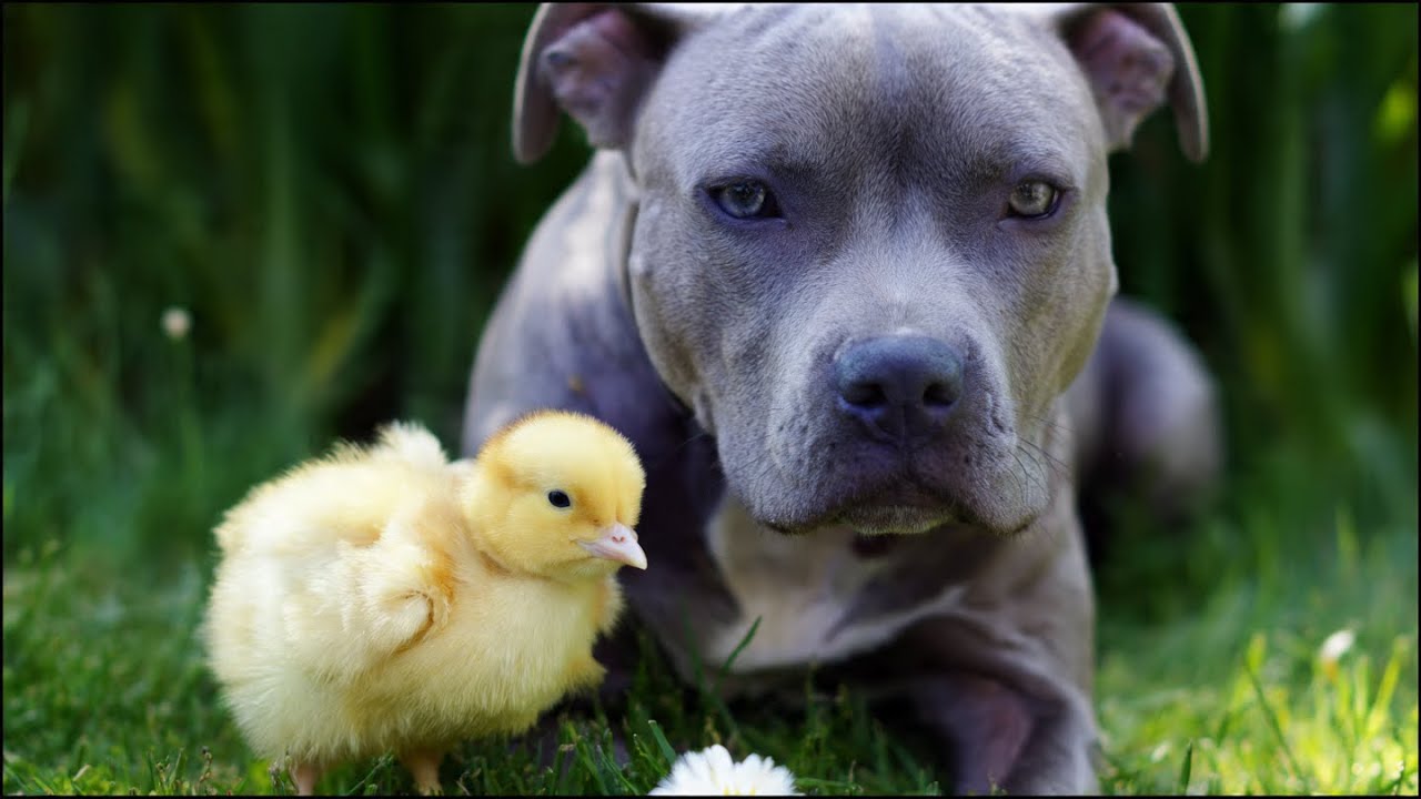 This Dog Made Friends with a Baby Chick… You Have to See This 🐥🐶🤩🤩🤩😍😍