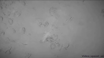 Real-time Monocular Visual Odometry for Turbid and Dynamic Underwater Environments - #4