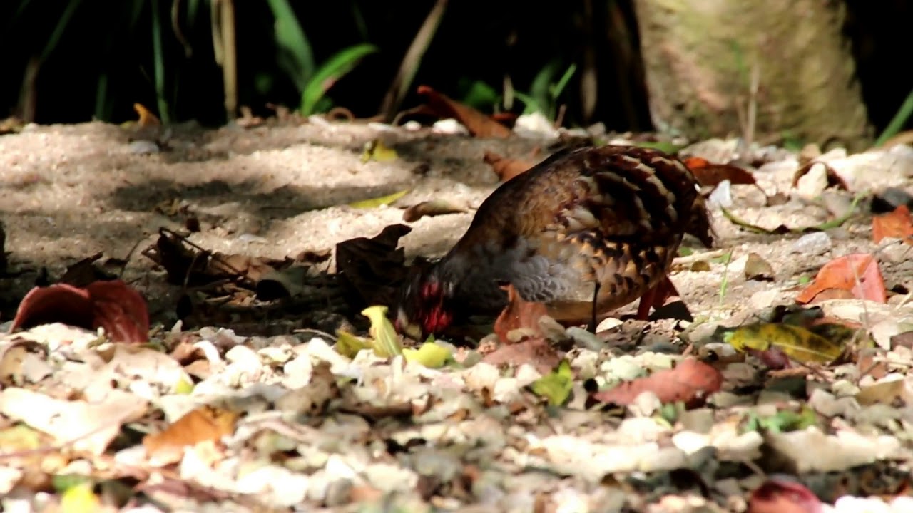 Malaysian Partridge 