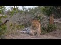 Safari Live : Hukumuri Male Leopard on drive this afternoon with Ralph  May 04, 2018