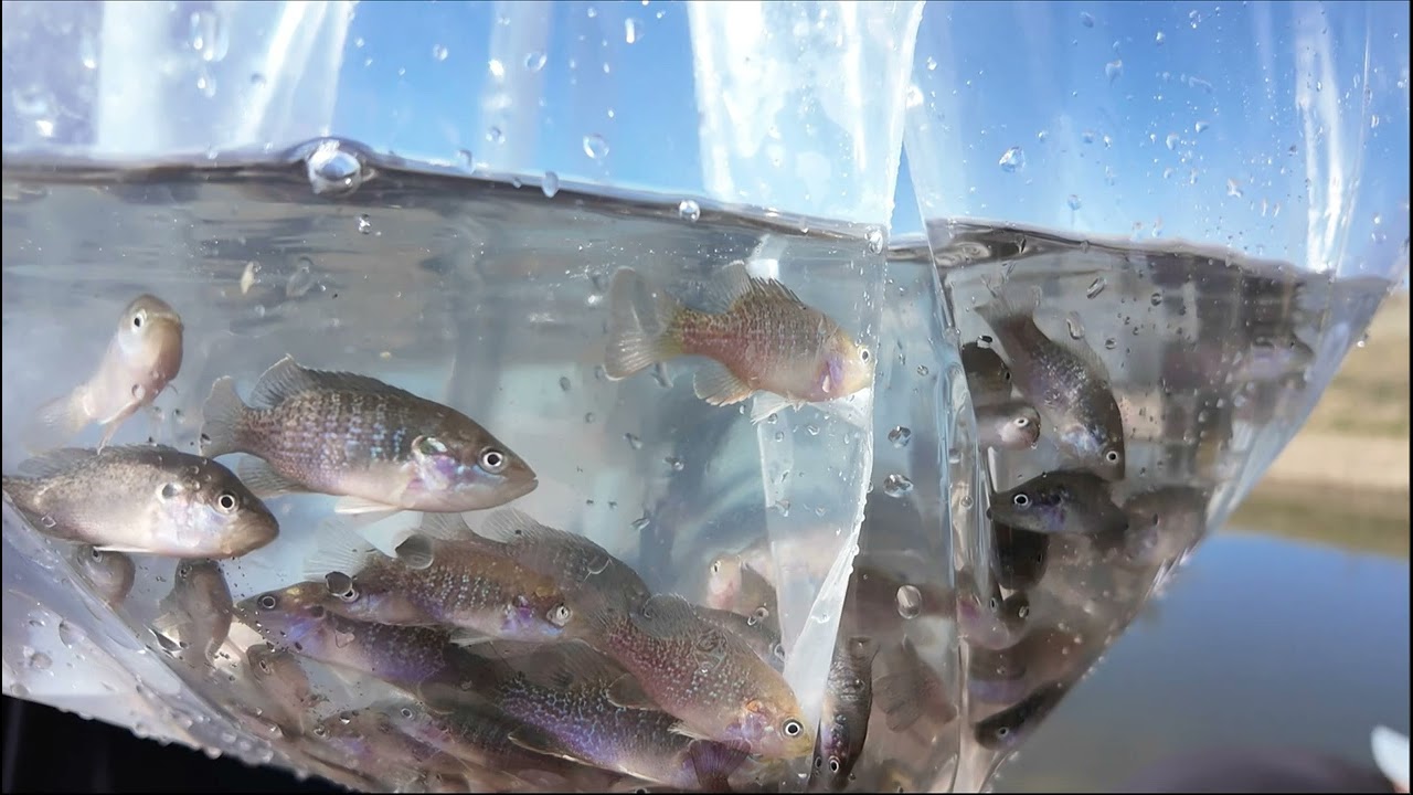 Spring Fish Stocking!!!  The wait is over.  #fishing #fish #bassfishing #bluegill