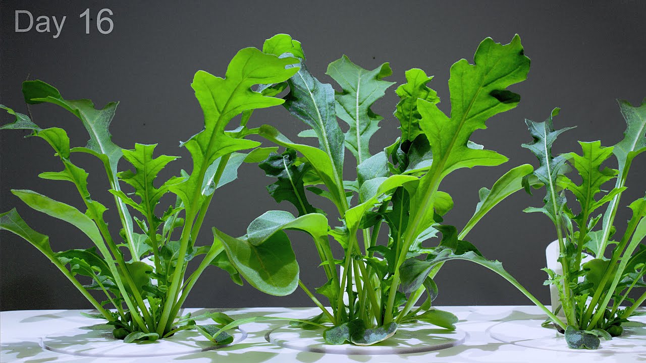 Growing Arugula from Seed  Time Lapse   20 Days in 1 minute