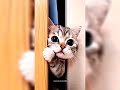 Cat... This Cat Has a Girlfriend Too?! 😹🐱💕 | The Funniest Cat Love Story Ever
