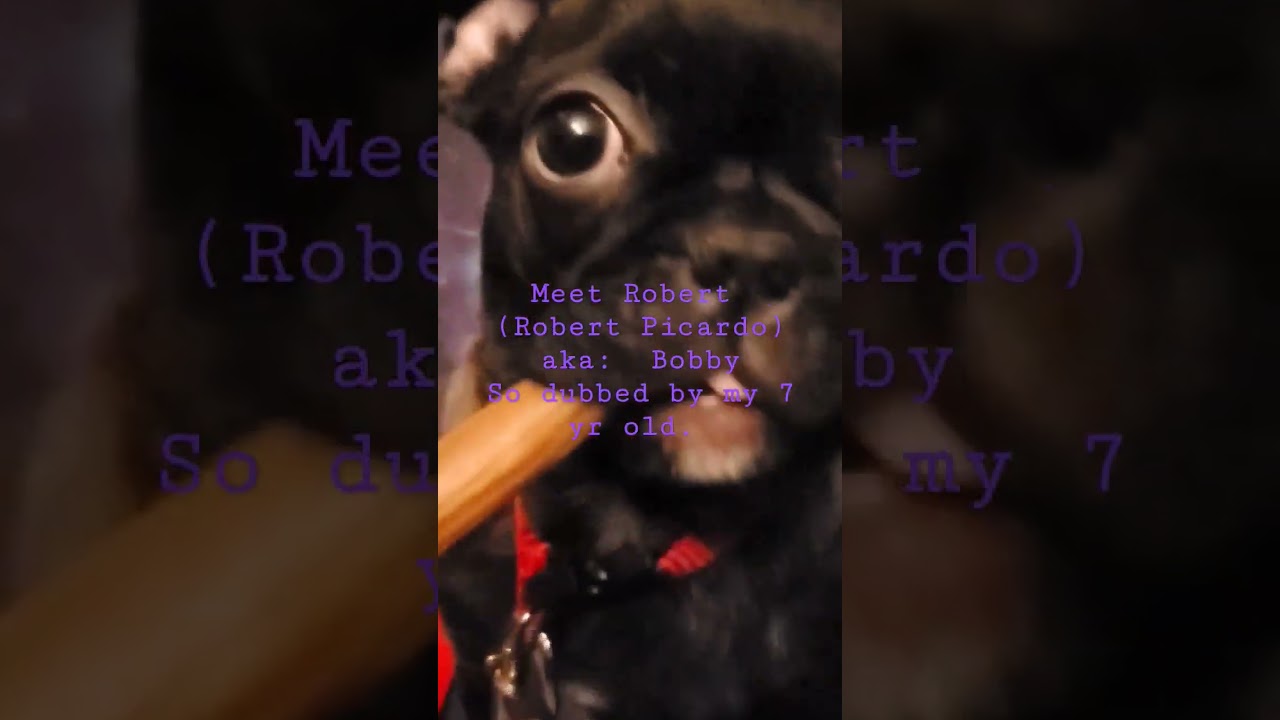 Meet Bobby! New Member of the Katie's Corner Family.