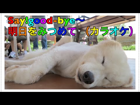 「Say!good-bye〜明日をみつめて」おかあさんといっしょ（カラオケcover）