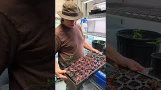 Transplanting Like a Pro – #gardeningtips #growyourownfood #gardeningequipment #gardentips