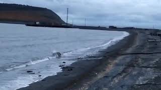 Polar bear by a secondary school at Chukotka, Chukotka 2020
