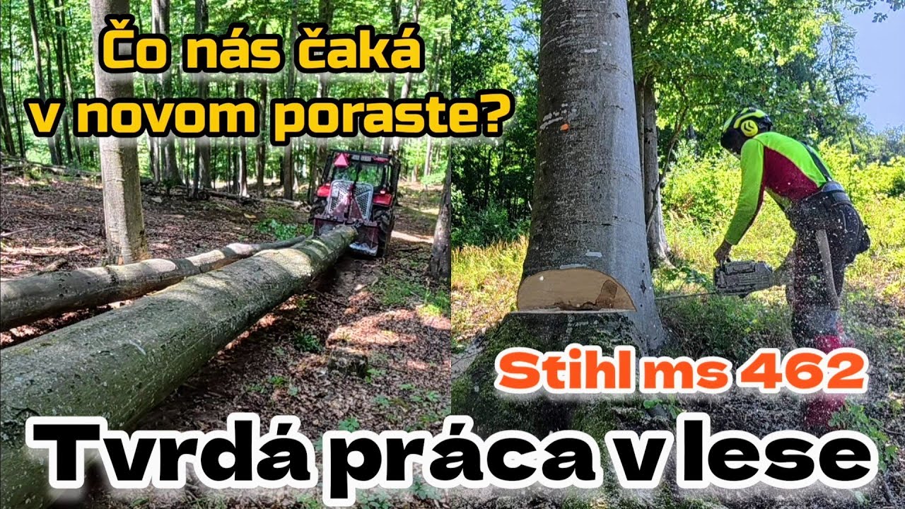 МЫ ЗАРАБАТЫВАЕМ ТОЛСТЫЕ БУКИ 🔥 Новые побеги и тяжелая работа с STIHL MS 462 на склоне, Амлес,