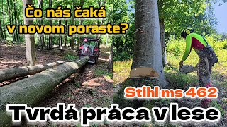 картинка: МЫ ЗАРАБАТЫВАЕМ ТОЛСТЫЕ БУКИ 🔥 Новые побеги и тяжелая работа с STIHL MS 462 на склоне, Амлес,