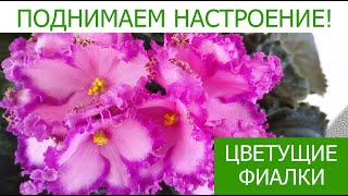 КРАСОТА И РАДОСТЬ ВСЕМ НАМ! ЦВЕТУЩИЕ ФИАЛКИ.