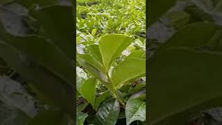 Green, Black, And Oolong Teas All Come From Camellia Sinensis, But Are Prepared Using Different Ways