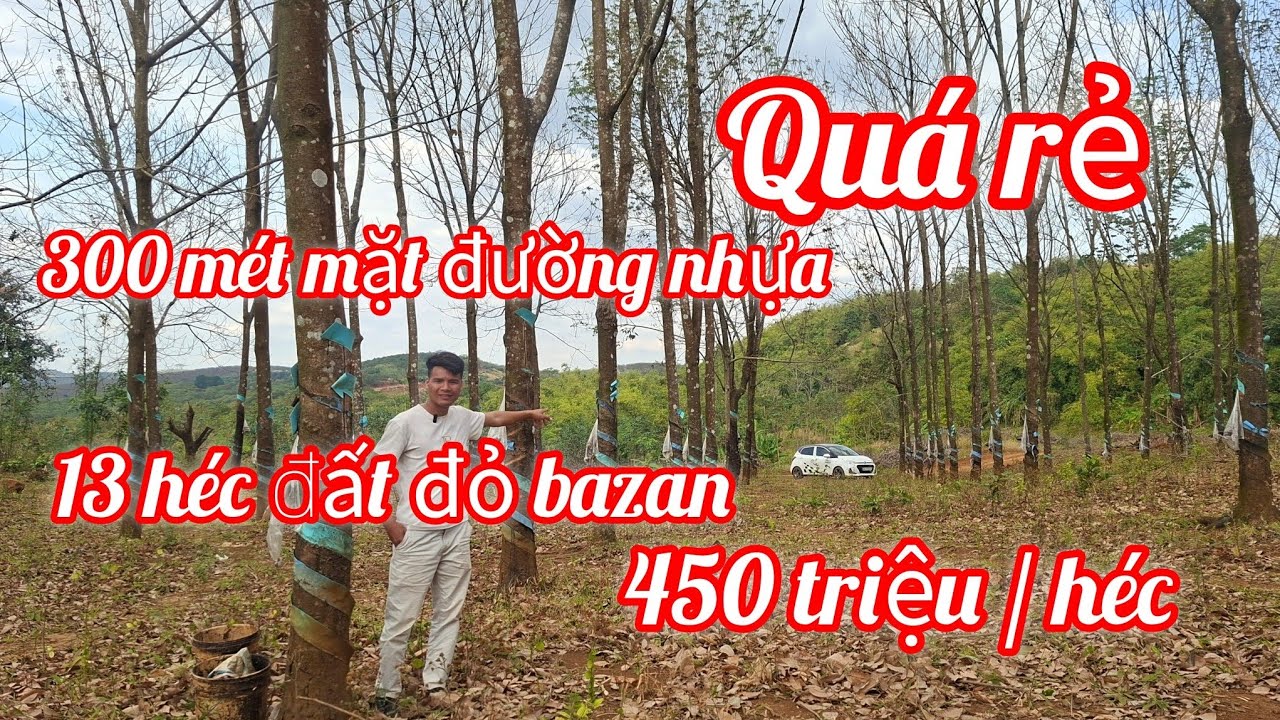 (385) Quá rẻ 13 héc đất đỏ bazan màu mỡ, 300 mét mặt đường nhựa liên thông. 