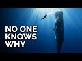 We Know Almost Nothing About Sperm Whales