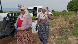 Erbaa Yoldere Köyü Fahri̇ Kilinç Erbaa Yapraği Toplama Kahvalti Molasi 24 Hazi̇ran 2021