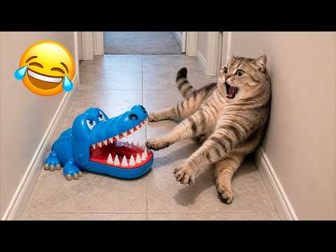 Try Not To Laugh at These FUNNY Cats & Dogs 🐶🐱 Ultimate Pet Compilation 2026 #21