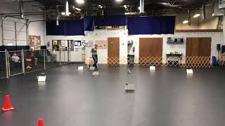 AKC Virtual Rally Intermediate course # 4 z
